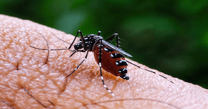 Where can you get Dengue vaccine in Northampton?